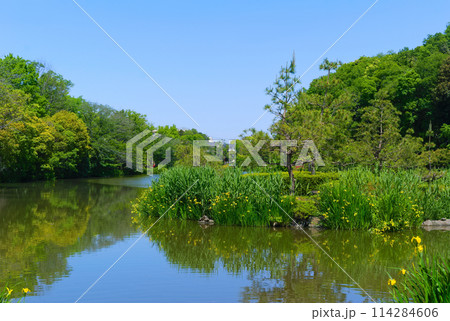 千葉県市川市ジュンサイ池緑地周辺2024年5月 114284606