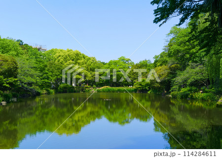 千葉県市川市ジュンサイ池緑地周辺2024年5月 千葉県市川市ジュンサイ池緑地周辺2024年5月 114284611