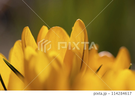 beautiful crocus flowers in close-up during flowering in spring beautiful crocus flowers in close-up during flowering in spring 114284617