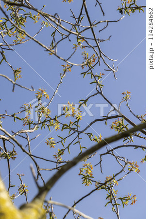 blooming walnut tree in the orchard 114284662
