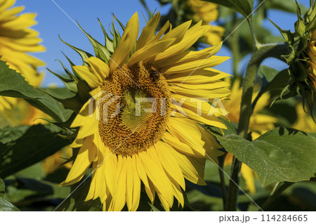 Beautiful blooming yellow sunflowers in the summer Beautiful blooming yellow sunflowers in the summer 114284665