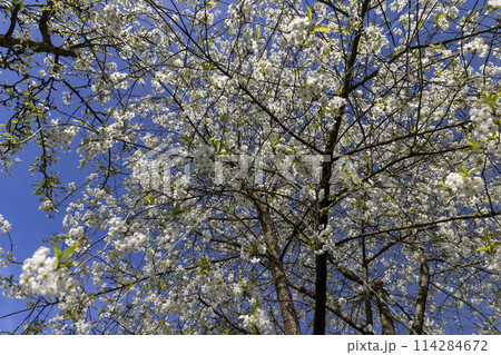 cherry blossoms in the orchard cherry blossoms in the orchard 114284672