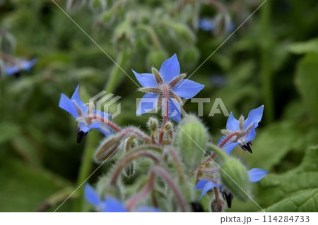 ボリジの花 ボリジの花 114284733