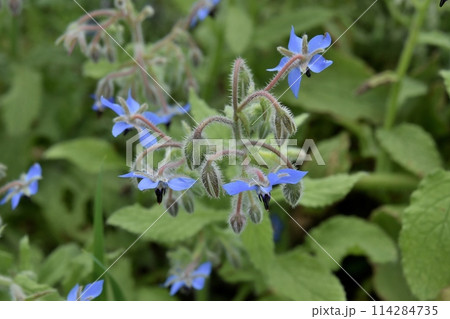 ボリジの花 ボリジの花 114284735