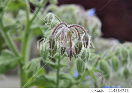 ボリジの花 114284738