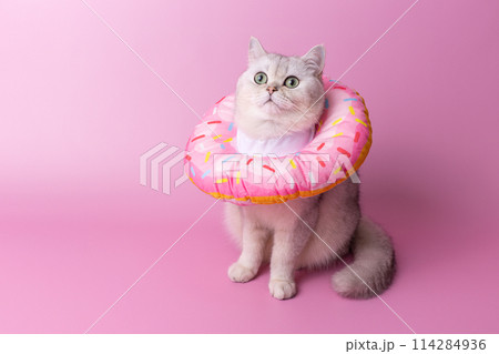 A white cat in a round soft protective collar made of fabric, sitting on pink background 114284936