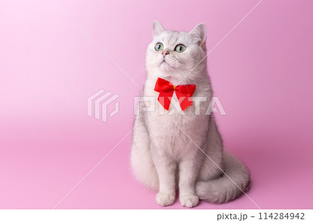 Charming white British cat, with a red bow on her chest, sitting on a pink background Charming white British cat, with a red bow on her chest, sitting on a pink background 114284942