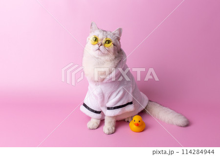 Stylish white cat in yellow glasses is sitting in a white bathrobe, on a pink background 114284944