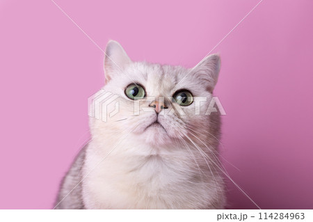 Close up of adorable white cat isolated on pink background, looks up 114284963