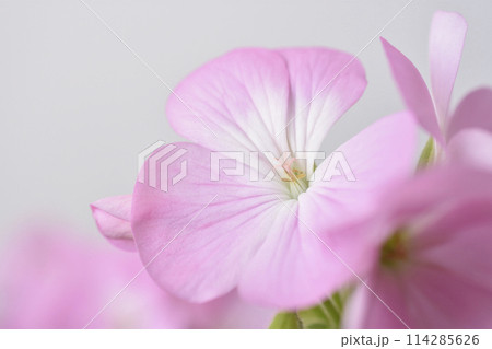 ゼラニウム ゼラニウム 114285626