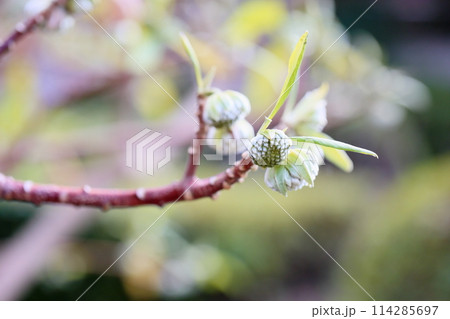 ミツマタの花芽 ミツマタの花芽 114285697