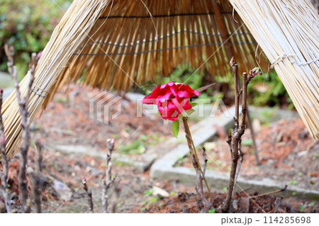 寒牡丹の花 寒牡丹の花 114285698