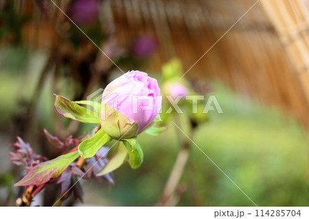 寒牡丹の花 寒牡丹の花 114285704
