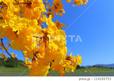 イペの木 黄色い花 青空 イペの木 黄色い花 青空 114285753