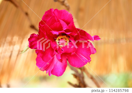 寒牡丹の花 寒牡丹の花 114285798