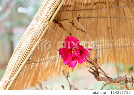 寒牡丹の花 寒牡丹の花 114285799