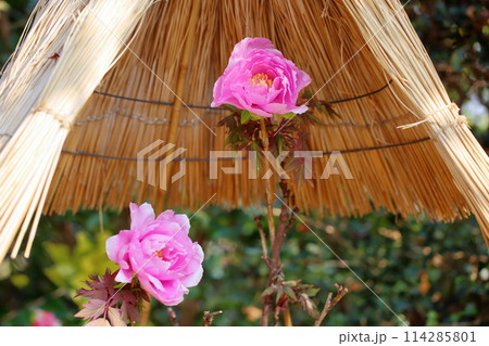 寒牡丹の花 寒牡丹の花 114285801