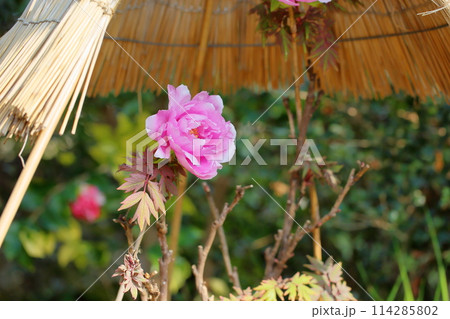 寒牡丹の花 寒牡丹の花 114285802