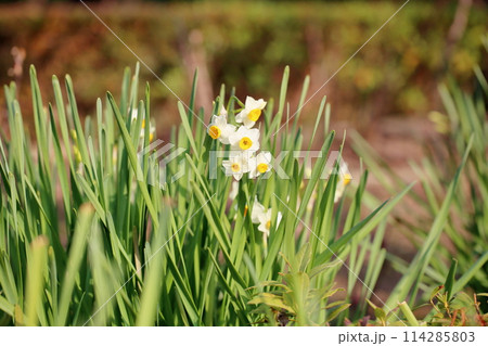 スイセンの花 114285803