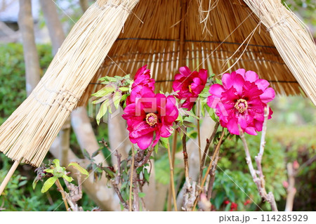 寒牡丹の花 114285929