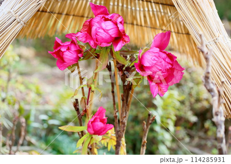 寒牡丹の花 114285931