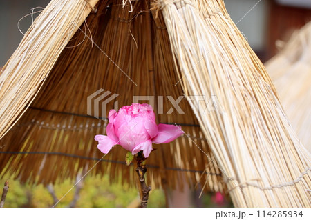 寒牡丹の花 114285934