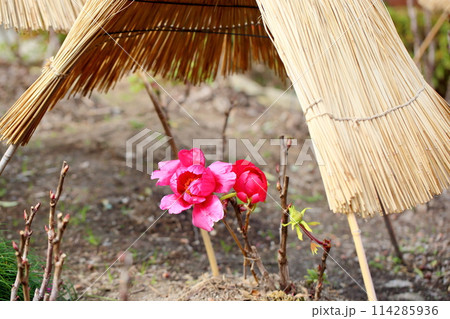 寒牡丹の花 寒牡丹の花 114285936