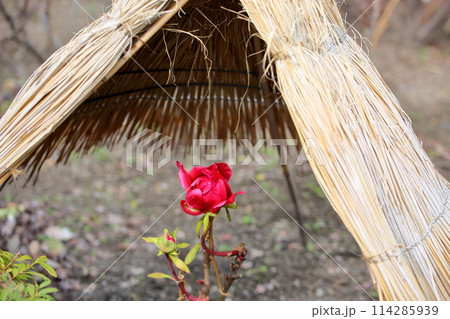 寒牡丹の花 114285939