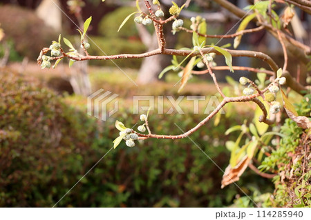 ミツマタの花芽 ミツマタの花芽 114285940