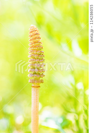 家の周りの草花 四季の色々 公園の芝生にスギナの胞子茎つくしが顔を出しました 家の周りの草花 四季の色々 公園の芝生にスギナの胞子茎つくしが顔を出しました 114286055
