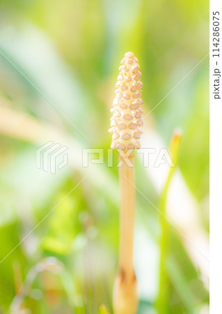 家の周りの草花 四季の色々 公園の芝生にスギナの胞子茎つくしが顔を出しました 家の周りの草花 四季の色々 公園の芝生にスギナの胞子茎つくしが顔を出しました 114286075
