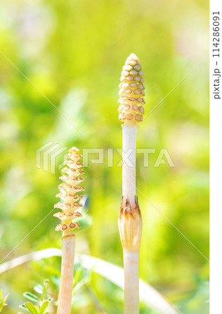 家の周りの草花　四季の色々　公園の芝生にスギナの胞子茎つくしが顔を出しました 114286091