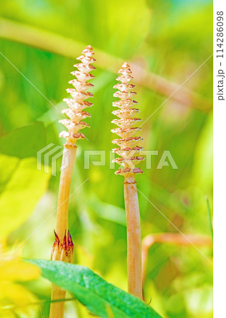 家の周りの草花　四季の色々　公園の芝生にスギナの胞子茎つくしが顔を出しました 114286098