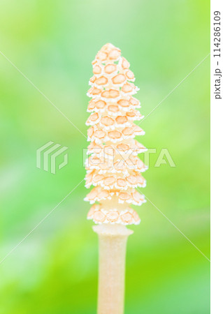 家の周りの草花　四季の色々　公園の芝生にスギナの胞子茎つくしが顔を出しました 114286109