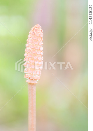 家の周りの草花　四季の色々　公園の芝生にスギナの胞子茎つくしが顔を出しました 114286129