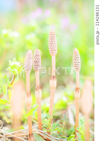 家の周りの草花 四季の色々 公園の芝生にスギナの胞子茎つくしが顔を出しました 家の周りの草花 四季の色々 公園の芝生にスギナの胞子茎つくしが顔を出しました 114286131