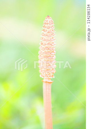家の周りの草花 四季の色々 公園の芝生にスギナの胞子茎つくしが顔を出しました 家の周りの草花 四季の色々 公園の芝生にスギナの胞子茎つくしが顔を出しました 114286134