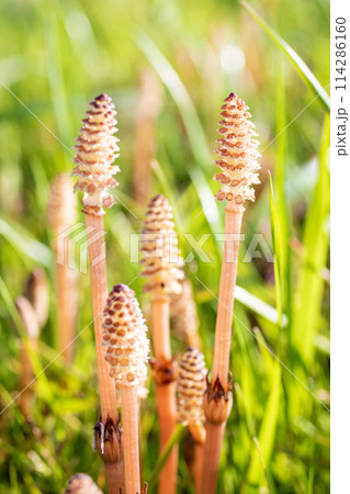 家の周りの草花 四季の色々 公園の芝生にスギナの胞子茎つくしが顔を出しました 家の周りの草花 四季の色々 公園の芝生にスギナの胞子茎つくしが顔を出しました 114286160