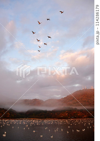 鶴岡下池の白鳥 114286179