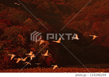 鶴岡下池の白鳥 鶴岡下池の白鳥 114286204