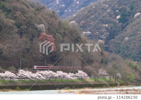 春の高梁川を行く伯備線特急やくも号：381系電車（岡山⇔出雲市） 114286230