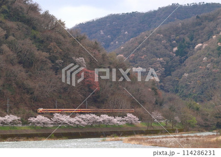 春の高梁川を行く伯備線特急やくも号：381系電車（国鉄色リバイバル編成） 114286231