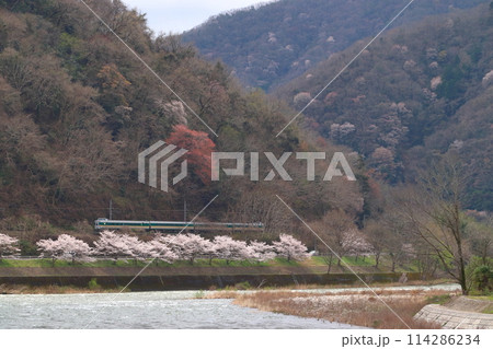 春の高梁川を行く伯備線特急やくも号：381系電車（緑色：岡山⇔出雲市） 114286234