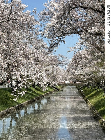 満開の桜が咲く五条川の風景 114286238