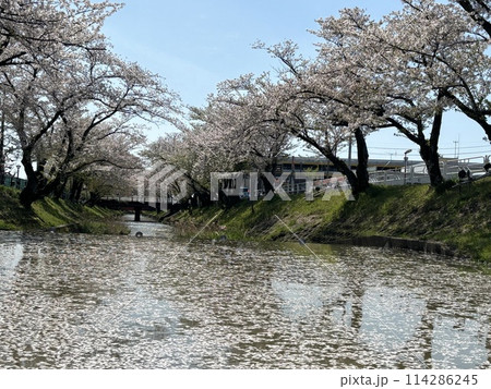 満開の桜が咲く五条川の風景 114286245