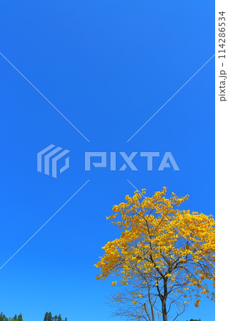 イペの木 黄色い花 青空 イペの木 黄色い花 青空 114286534