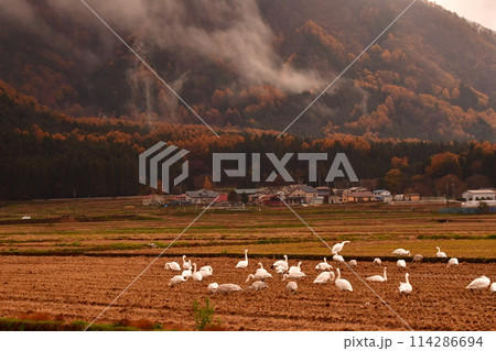 猪苗代の白鳥 猪苗代の白鳥 114286694