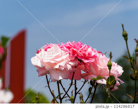 バラ公園のバラの花 バラ公園のバラの花 114286817