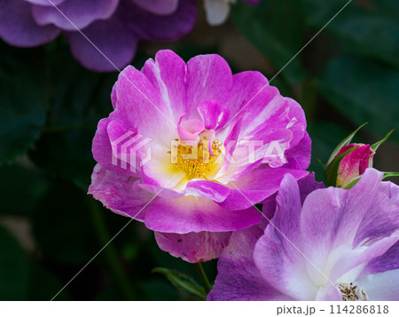 バラ公園のバラの花 バラ公園のバラの花 114286818