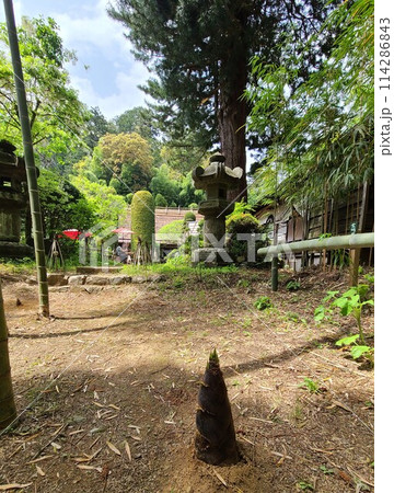 タケノコ 114286843